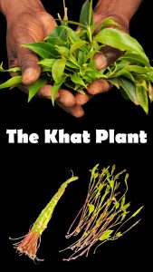 image of khat plant