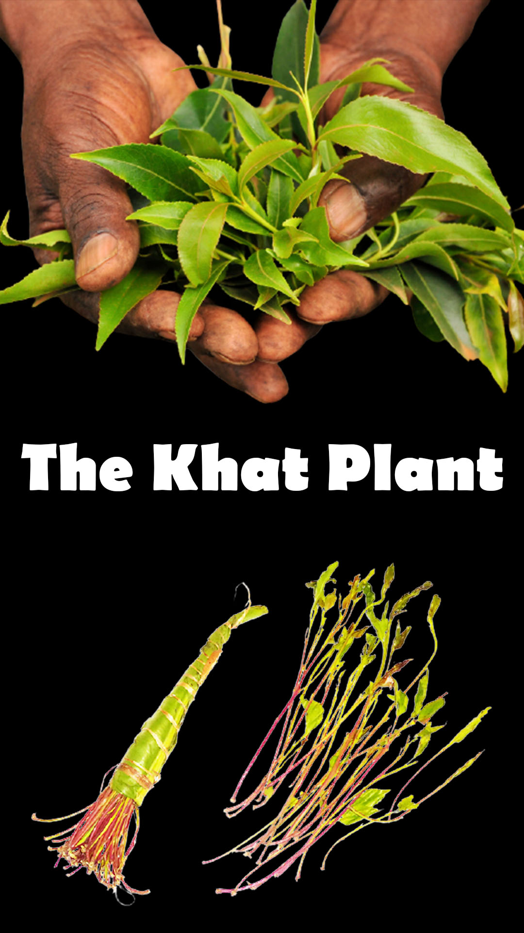 Besøg bedsteforældre spænding Faktisk What Is Khat? | The Addictive Herbal Stimulant - American Addiction  Institute of Mind & Medicine